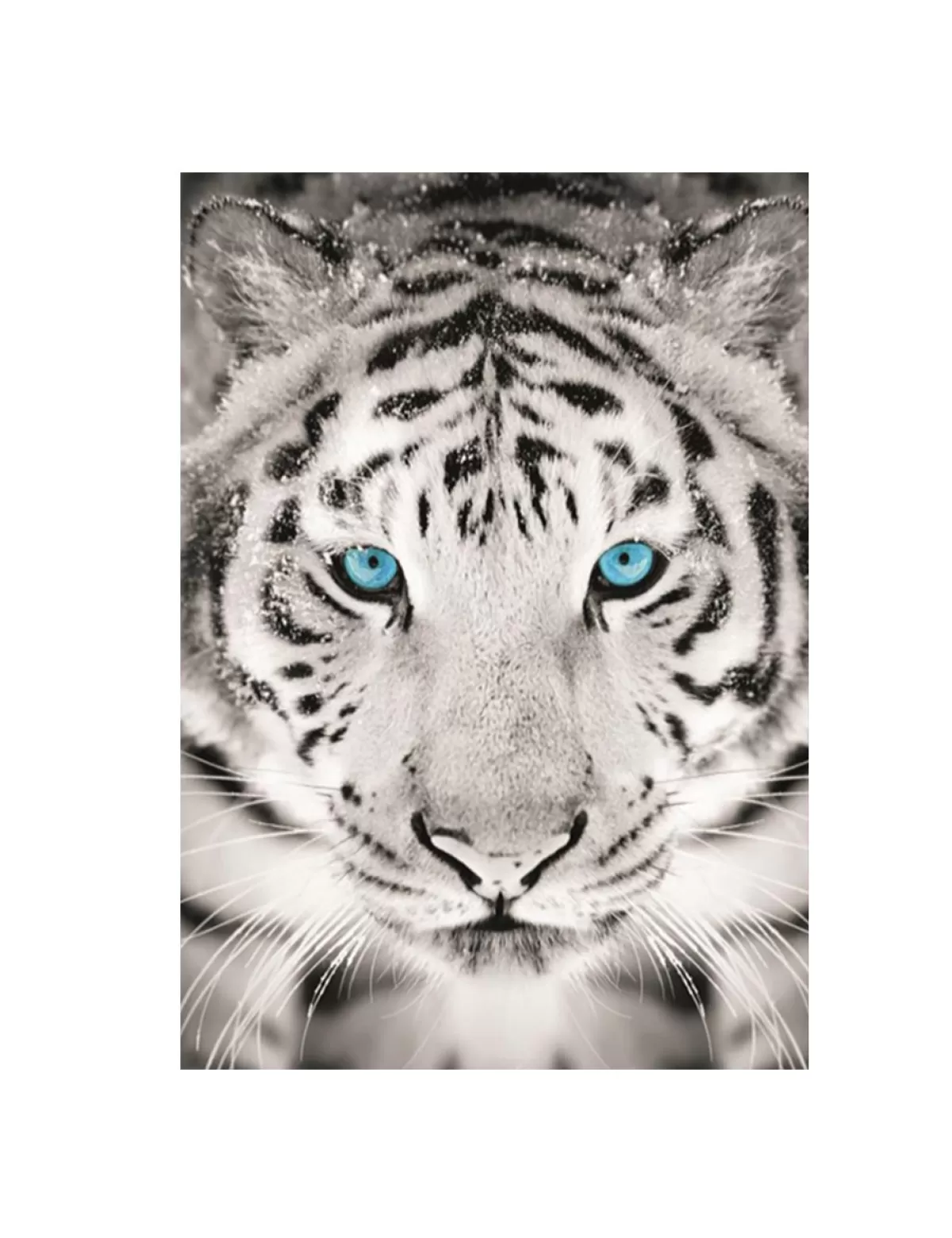 Store * Leinwandbild «Tiger», 50X70 Cm